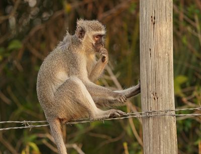 Blouaap / Vervet Monkey