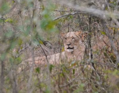 Leeu / Lion