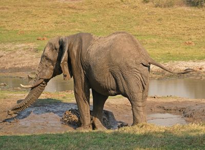 Savanne-olifant / African Elephant