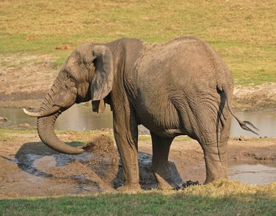 Savanne-olifant / African Elephant