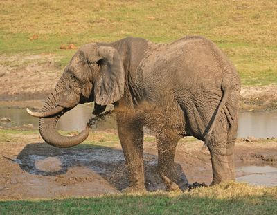 Savanne-olifant / African Elephant