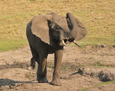 Savanne-olifant / African Elephant