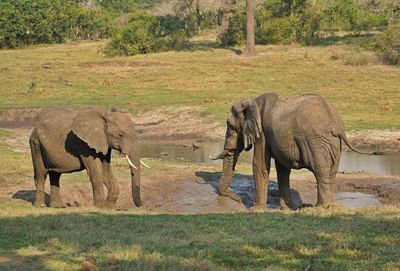 Savanne-olifant / African Elephant