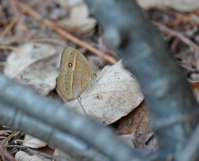 Moeraswagter / Eyed Bush Brown