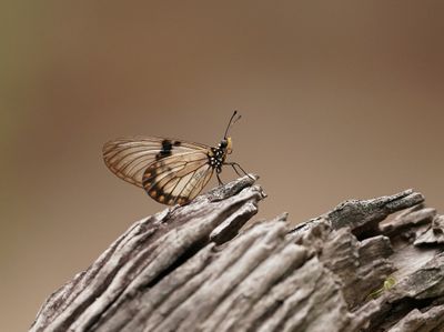 Glasvlerk Rooitjie / Southern Clear-wing Acraea
