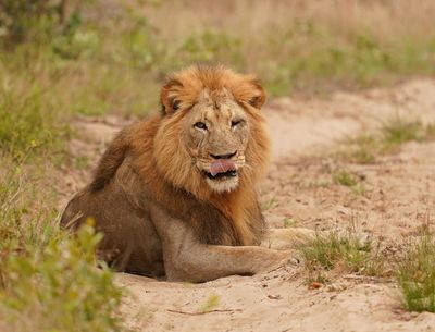 Leeu / Lion