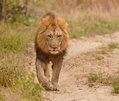 Leeu / Lion