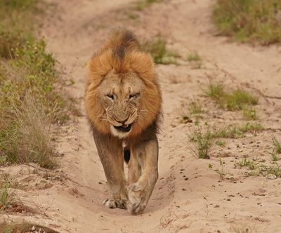 Leeu / Lion