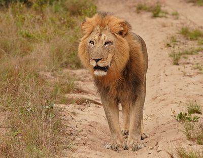 Leeu / Lion