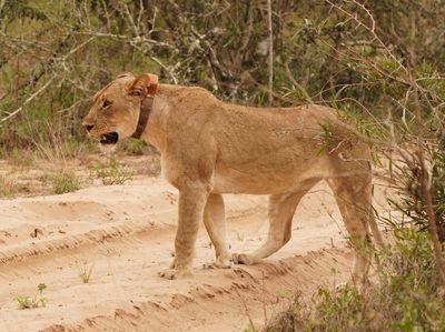 Leeu / Lion