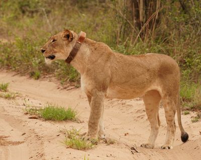 Leeu / Lion