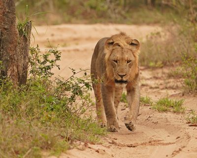 Leeu / Lion