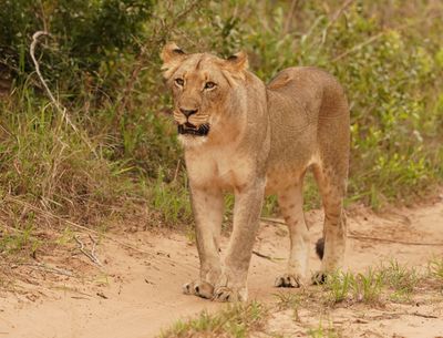Leeu / Lion