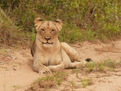 Leeu / Lion