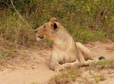 Leeu / Lion