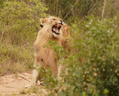 Leeu / Lion