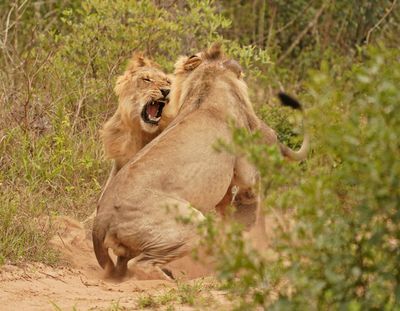 Leeu / Lion