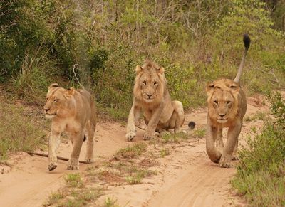 Leeu / Lion