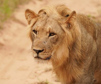 Leeu / Lion