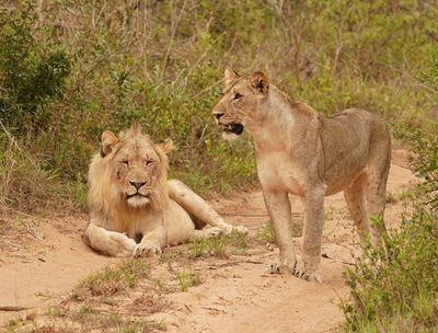 Leeu / Lion