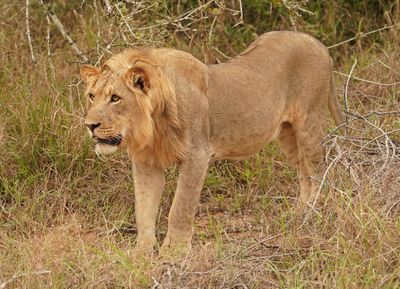 Leeu / Lion