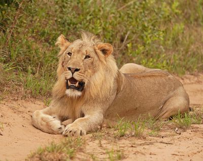 Leeu / Lion
