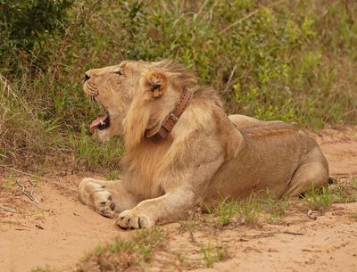 Leeu / Lion