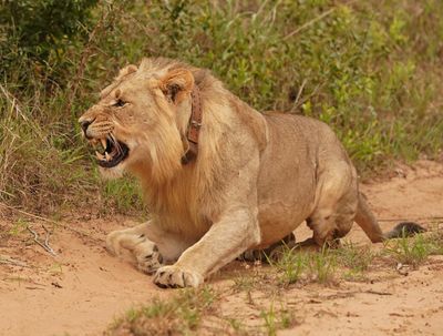 Leeu / Lion