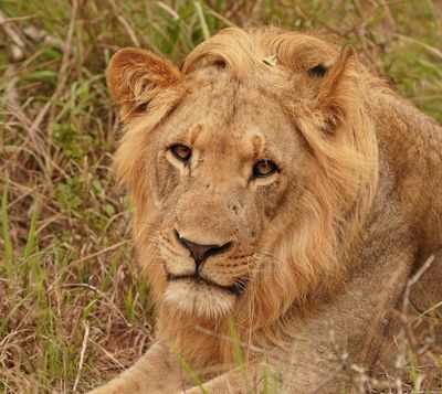 Leeu / Lion