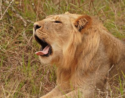 Leeu / Lion