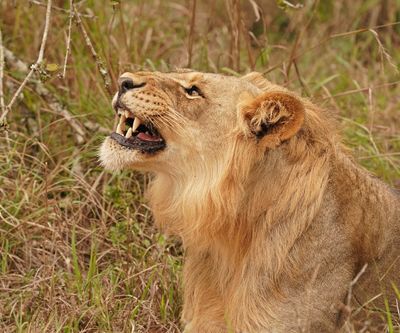 Leeu / Lion