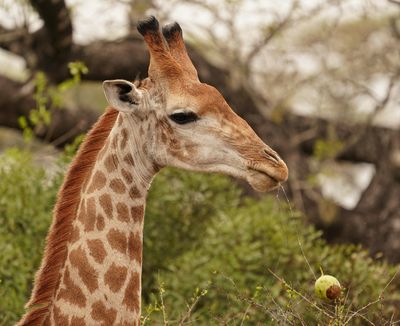 Kameelperd / Giraffe