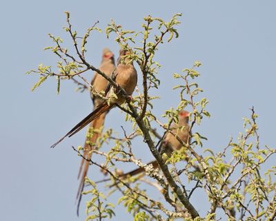 Rooiwangmuisvoël / Red-faced Mousebird