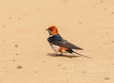 Kleinstreepswael / Lesser Striped Swallow