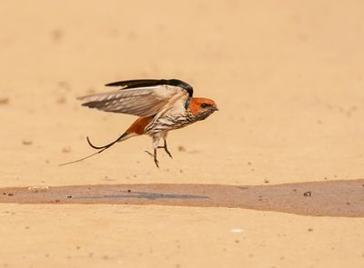 Kleinstreepswael / Lesser Striped Swallow