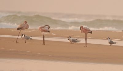 Grootflamink / Greater Flamingo