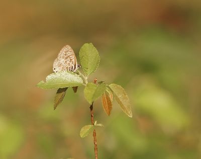 Ertjiebloutjie / Long-tailed Blue