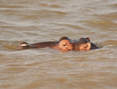 Seekoei / Hippo