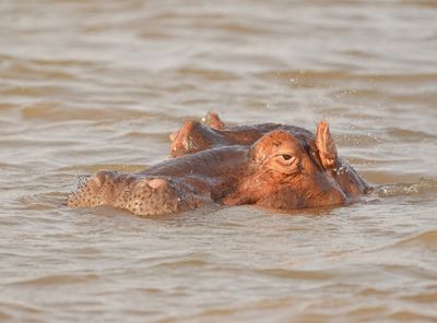 Seekoei / Hippo
