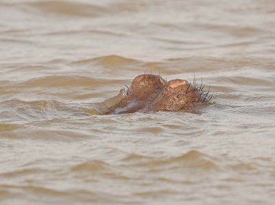 Seekoei / Hippo