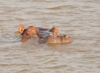 Seekoei / Hippo