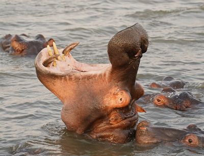 Seekoei / Hippo