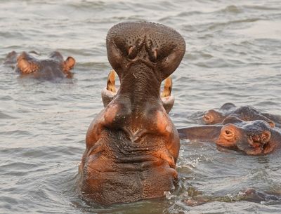 Seekoei / Hippo