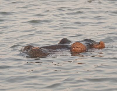 Seekoei / Hippo