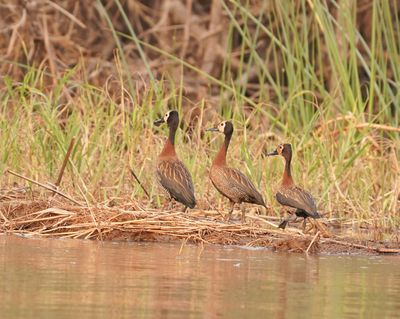 Nonnetjie-eend / White-faced Whistling Duck