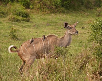Koedoe / Greater Kudu