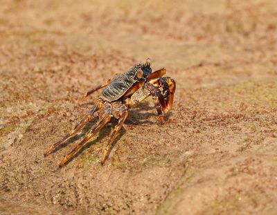Krap / Natal Rock Crab