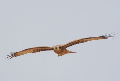 Geelbekwou / Yellow-billed Kite