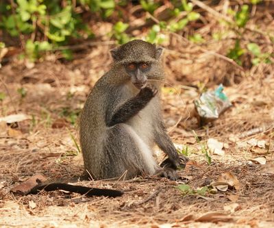 Samango-aap / Samango Monkey