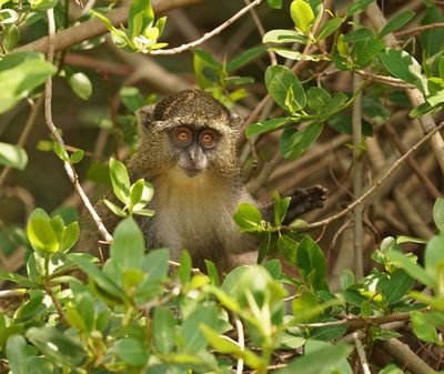 Samango-aap / Samango Monkey